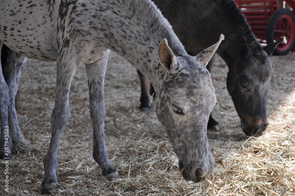 little horse little horse