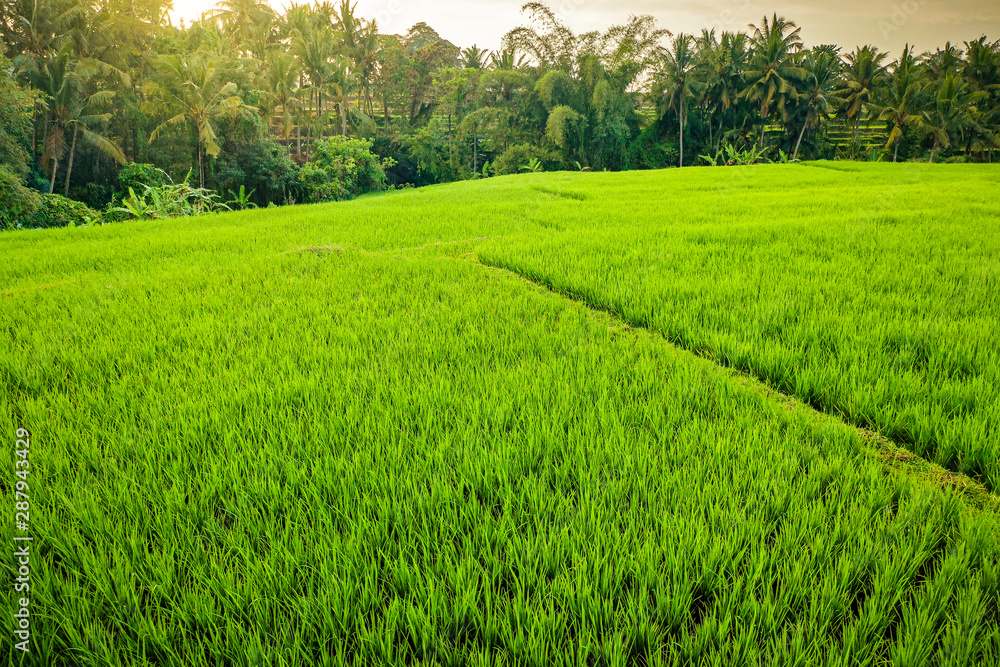 Obraz premium Aerial view of tropical rice terrace fields surrounded by palm trees at sunrise, Bali, Indonesia