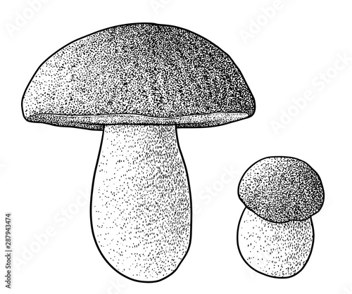 Bolete mushroom illustration, drawing, engraving, ink, line art, vector