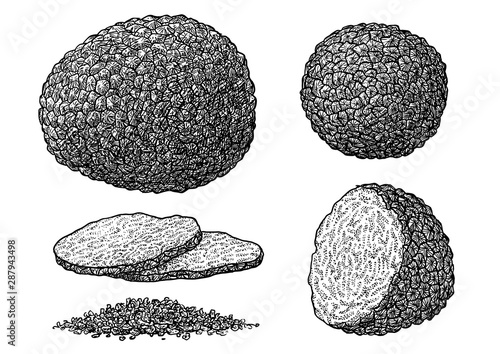 Truffle illustration, drawing, engraving, ink, line art, vector