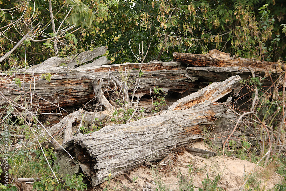Old rotten tree trunk under the green branches of a young bush Old rotten tree trunk under the green branches of a young bush