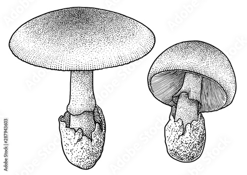 Caesar’s mushroom illustration, drawing, engraving, ink, line art, vector
