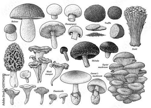 Edible mushroom collection, illustration, drawing, engraving, ink, line art, vector