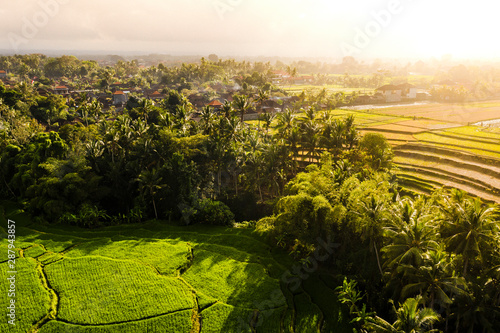 Aerial view of tropical rice terrace fields surrounded by palm trees at sunrise, Bali, Indonesia