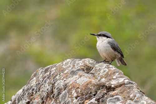 Western Rock Nuthatch Sitta neumayer resting on the rock