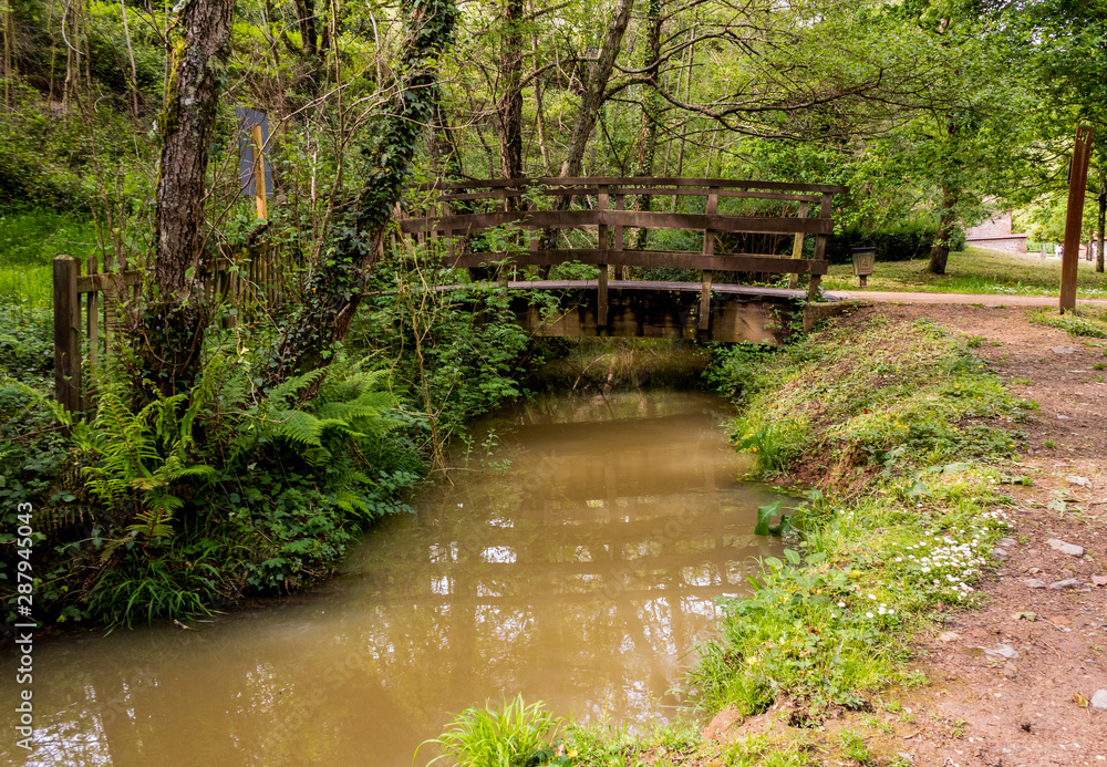a bamboo forest in Pobal, in Vizcaya. Basque Country a bamboo forest in Pobal, in Vizcaya. Basque Country