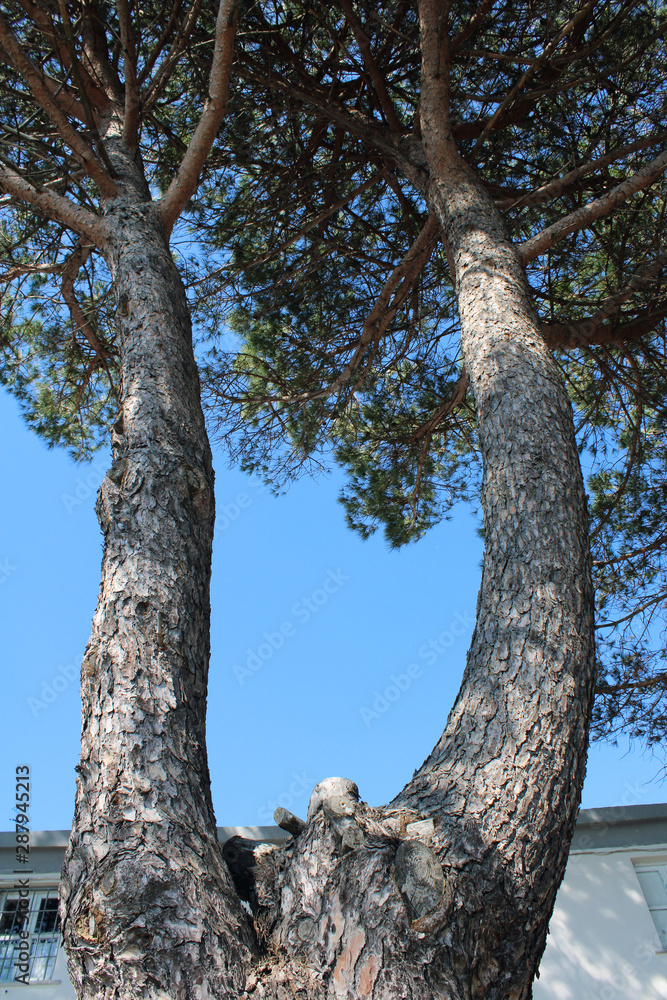 Fototapeta premium Albero pino marittimo con fusto a forcella
