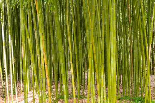 a bamboo forest in Pobal  in Vizcaya. Basque Country