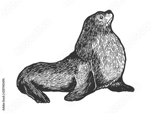 Sea lion seal male animal sketch engraving vector illustration. Scratch board style imitation. Black and white hand drawn image.