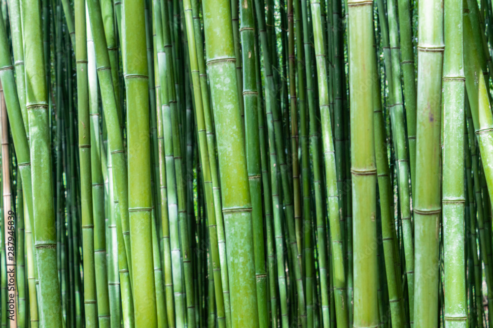 a bamboo forest in Pobal, in Vizcaya. Basque Country a bamboo forest in Pobal, in Vizcaya. Basque Country