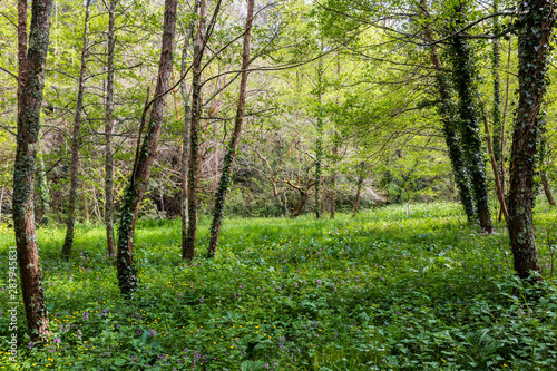 a bamboo forest in Pobal, in Vizcaya. Basque Country