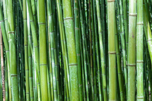 Fototapeta Naklejka Na Ścianę i Meble -  a bamboo forest in Pobal, in Vizcaya. Basque Country
