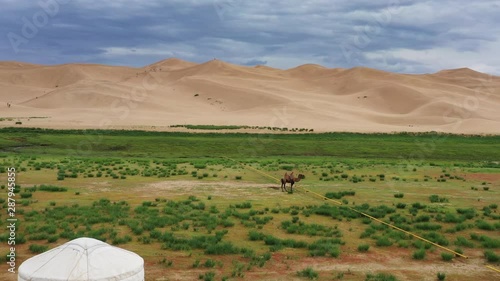 Aerial view on camel near lonely yurt and sand dunes in Gobi Desert, Mongolia, 4k photo