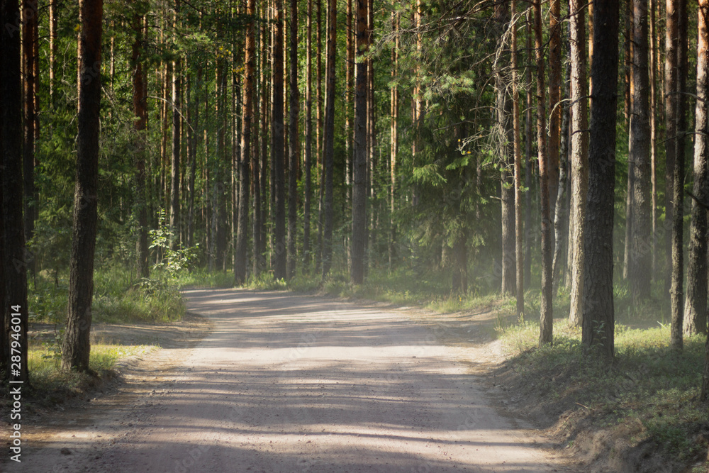 Fototapeta premium road in the forest