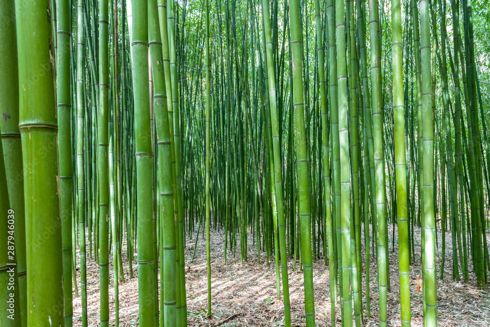Fototapeta premium bambusowy las w Pobal, w Vizcaya. kraj Basków