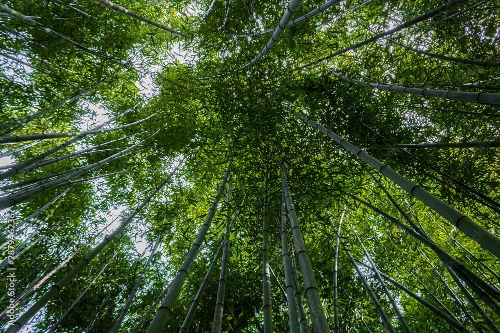 a bamboo forest in Pobal, in Vizcaya. Basque Country a bamboo forest in Pobal, in Vizcaya. Basque Country