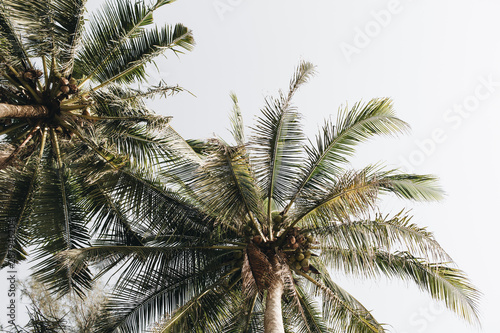 Coconut  green palm trees against white sky. Minimal  isolated wallpaper.Travel or exotic concept. Summer background.