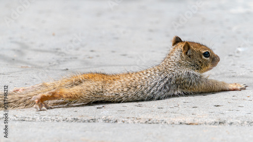 Baby Rock Squirrel Stretching on the Ground