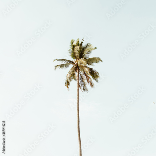 Lonely one tropical exotic coconut palm tree against big blue sky. Neutral background with retro warm colors. Summer and travel concept on Phuket, Thailand. © Floral Deco