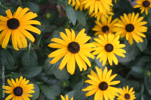 Bright yellow rudbeckia flowers also called Black Eyed Susan in the garden on summer