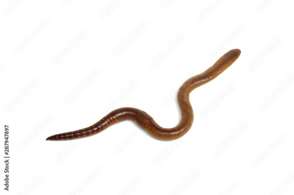 worm isolated on white background worm isolated on white background