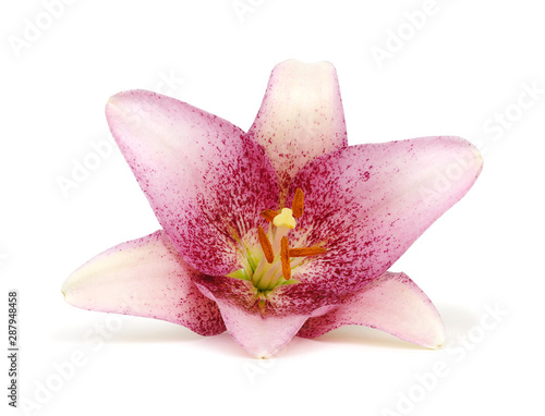 Fototapeta Naklejka Na Ścianę i Meble -  pink lily flower on white background