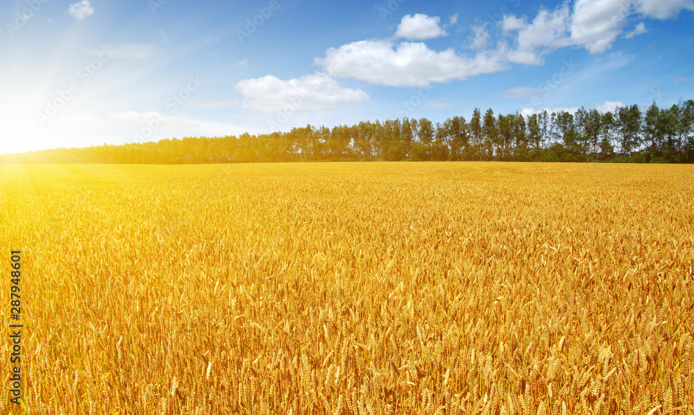 Gold wheat flied panorama at sunset