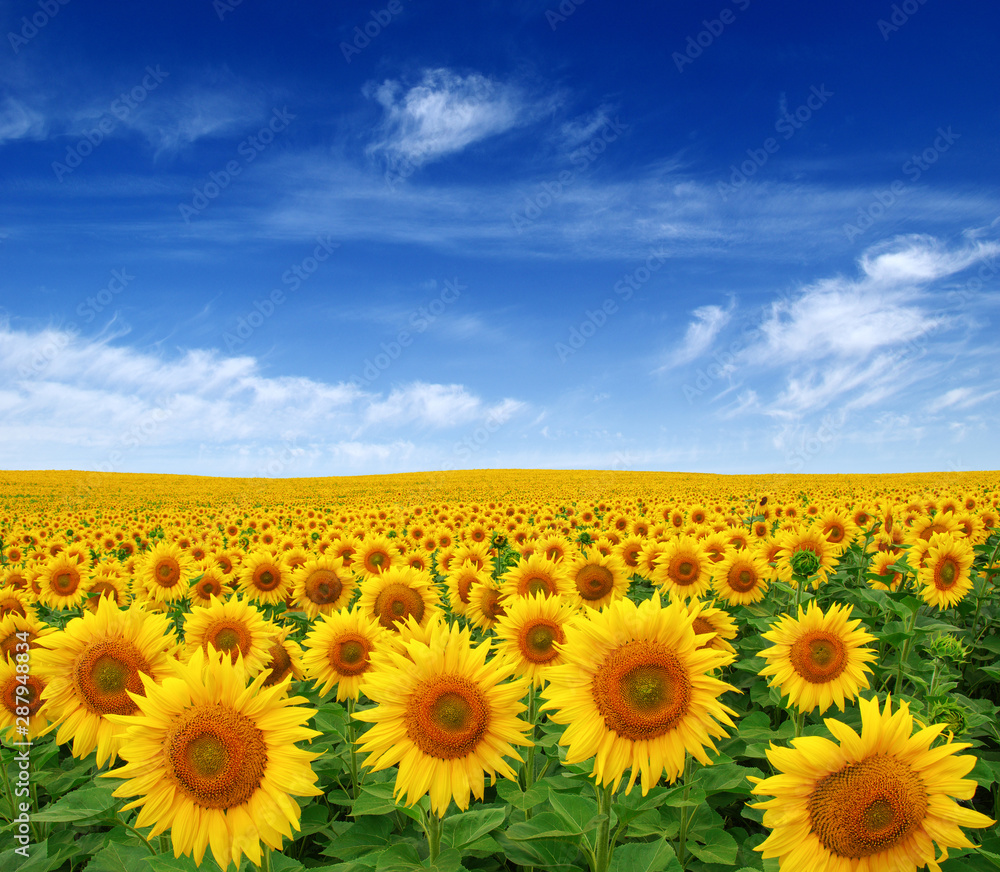 Fototapeta premium Sunflowers field on sky