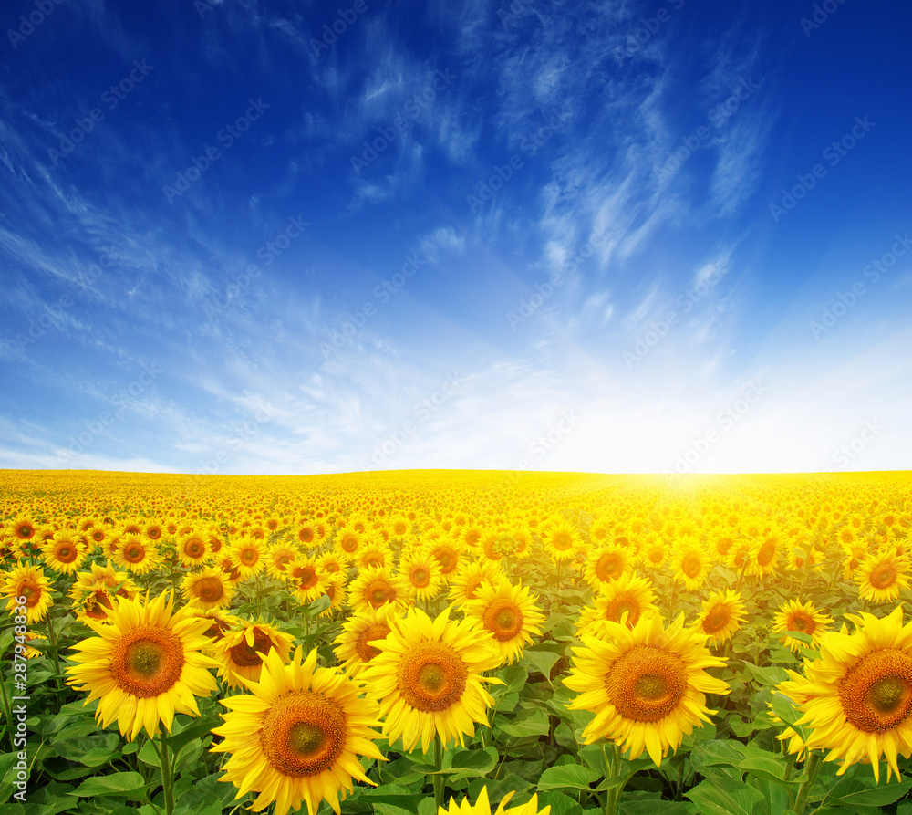 Obraz premium field of sunflowers