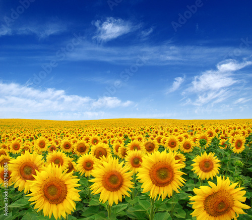 Fototapeta Naklejka Na Ścianę i Meble -  Sunflowers field on sky
