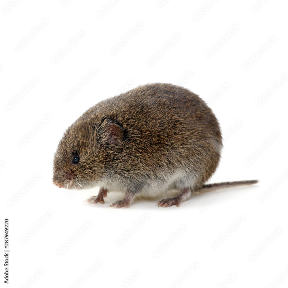 Mouse isolated on white Mouse isolated on white