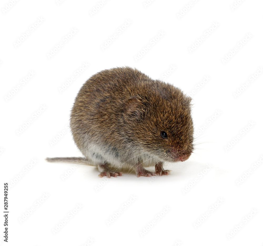 Mouse isolated on white Mouse isolated on white