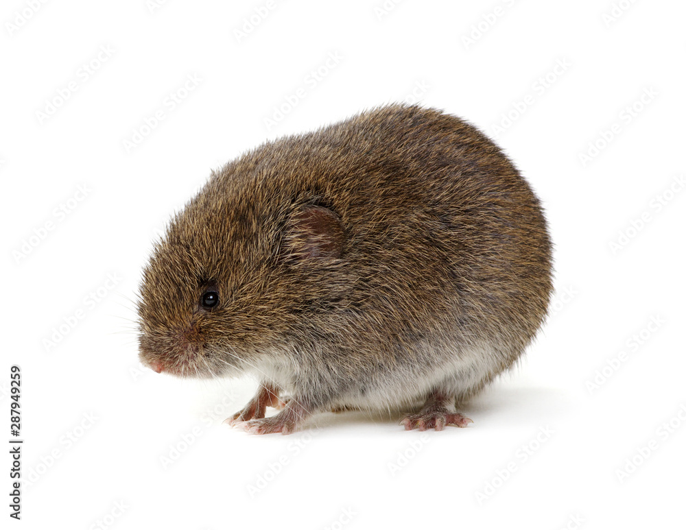 Mouse isolated on white Mouse isolated on white