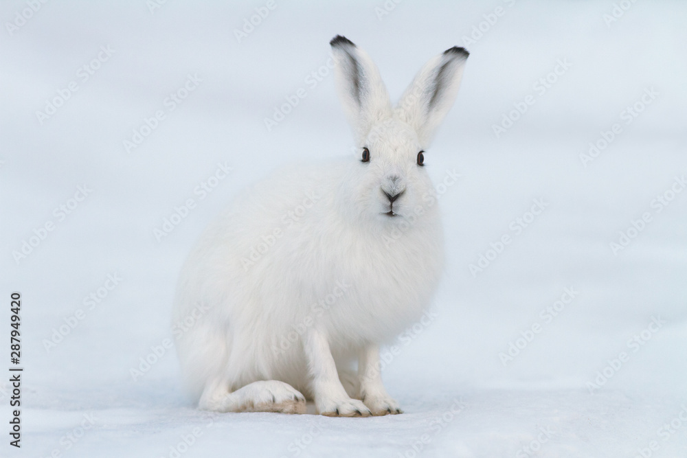 Fotografie White hare (Lepus timidus)