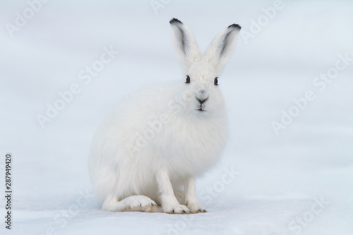 Tableau sur toile White hare (Lepus timidus)