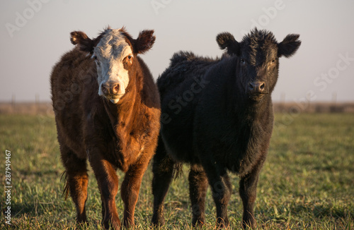 Ganaderia bovina