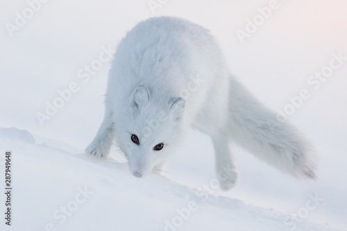 Arctic fox (Alopex lagopus). White Polar fox close up. Cold winter weather, blowing snow. Wildlife of the Arctic. Nature and animals of Chukotka. Siberia, Far East Russia. Extreme North. Polar region. © Andrei Stepanov