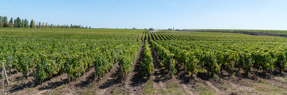 Vines Landscape in Chateau Margaux in médoc Bordeaux France in banner web header template
