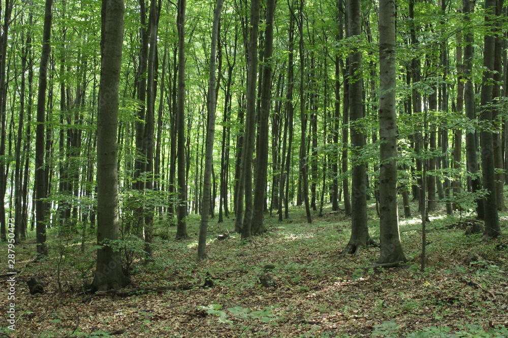 Fototapeta premium las