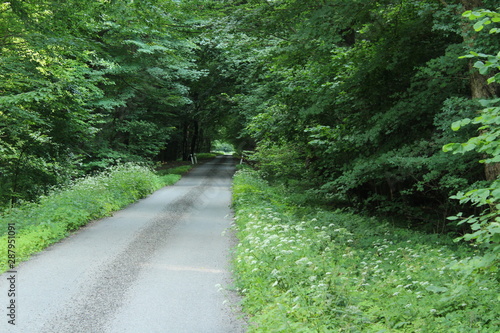 road in forest