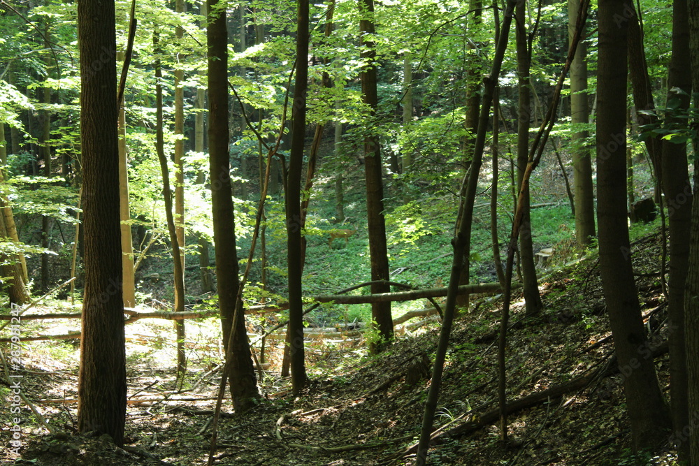 Fototapeta premium deer in the forest