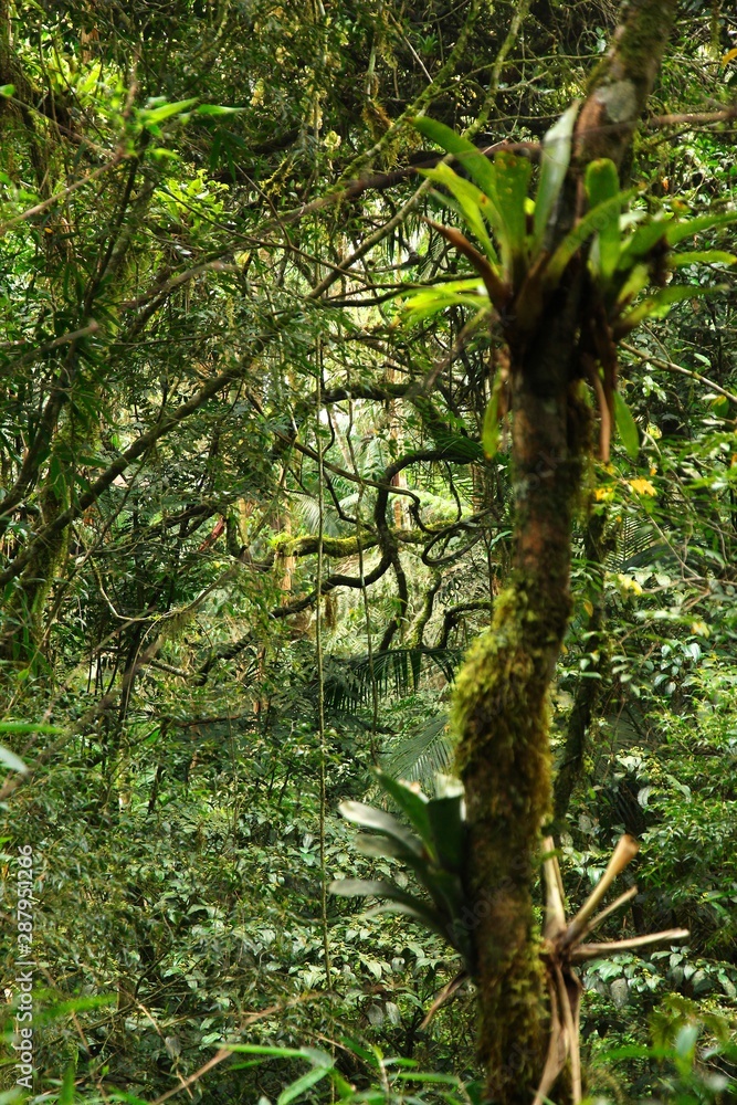 Fototapeta premium Mata Atlantica, Brazil