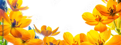 Panel kuchenny z motywem Tło z wolną przestrzenią otoczoną z trzech stron kwiatami. Żółte kwiaty na białym tle.
