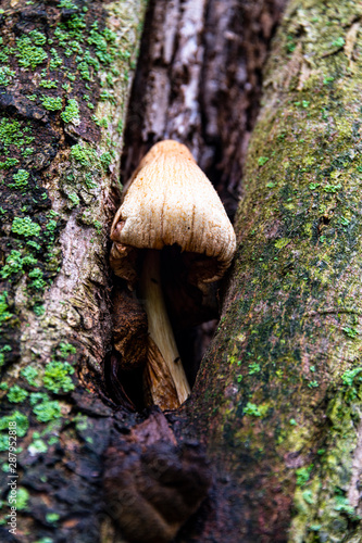 Mushroom In A Tree