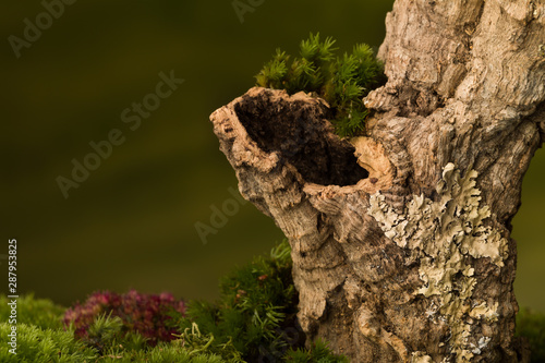 Tree trunk with hole on moss photo