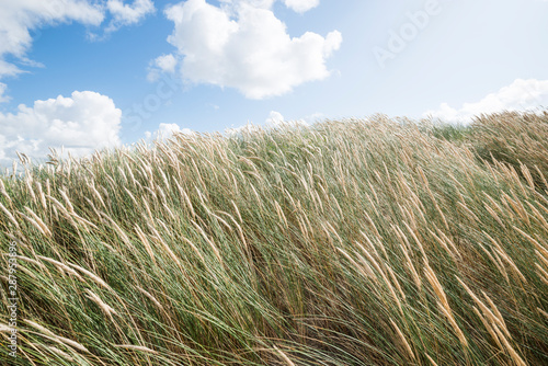 Dünenlandschaft mit sonnigem Himmel photo