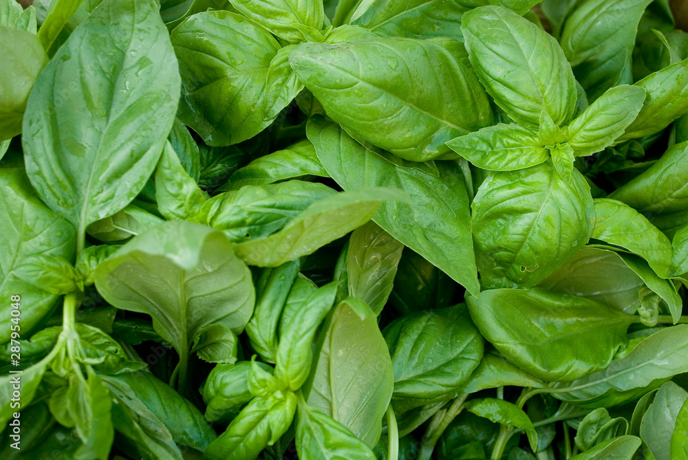 basket of Ligurian basil plants, typical Italian variety, sweet, tasty, fragrant, at local vegetable market, used to make pesto, agriculture, food, vitamins, summer, Milan, Italy basket of Ligurian basil plants, typical Italian variety, sweet, tasty, fragrant, at local vegetable market, used to make pesto, agriculture, food, vitamins, summer, Milan, Italy