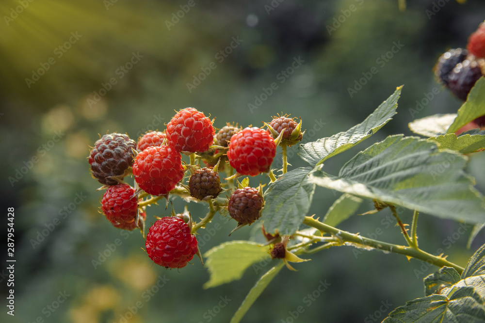 Fototapeta premium Berries ripe red and black raspberries on a branch with green leaves in the garden close up with yellow rays of sunlight from the left