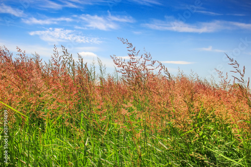 Red fescue with spikelets on the background of blue sky with clouds photo