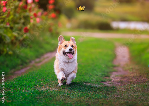 funny puppy dog red Corgi fun walking on a green flowering meadow and catches a beautiful butterfly Machaon, raising his head high